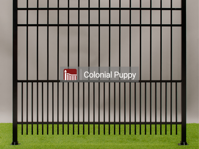 Colonial Puppy