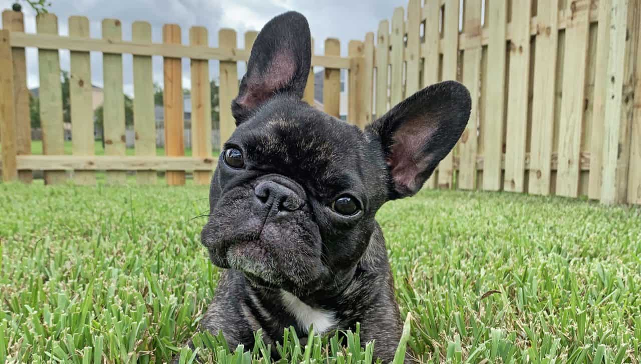 best Richmond fence company