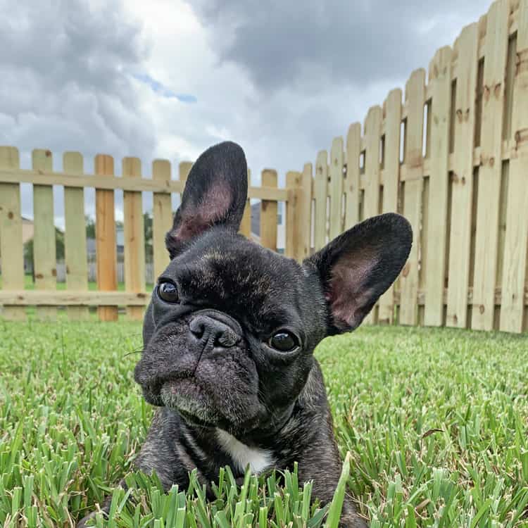 https://ded6429.inmotionhosting.com/~super126/wp-content/uploads/2021/09/Monroe-County-Wood-Fencing-Why-fence-your-yard.jpg