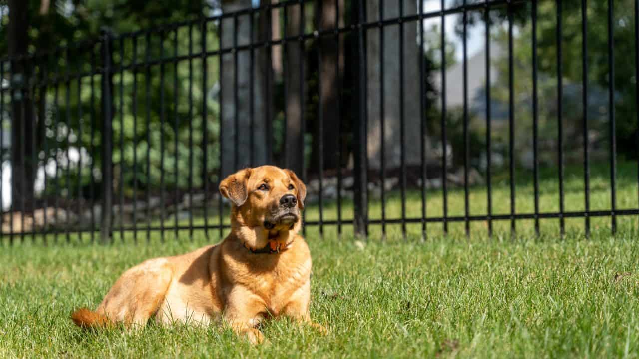 dog in front of black fence