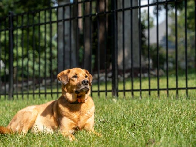 Will a Humble Fence Company Provide Product Recommendations?