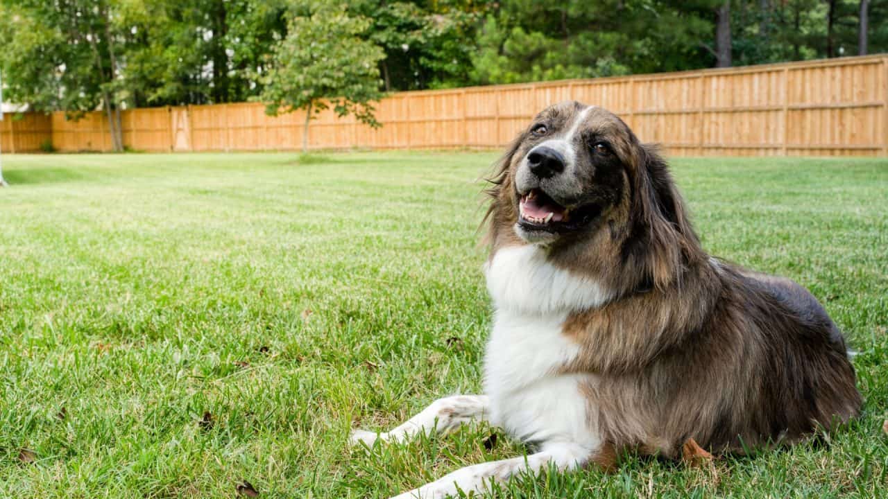 exploring dog fence ideas