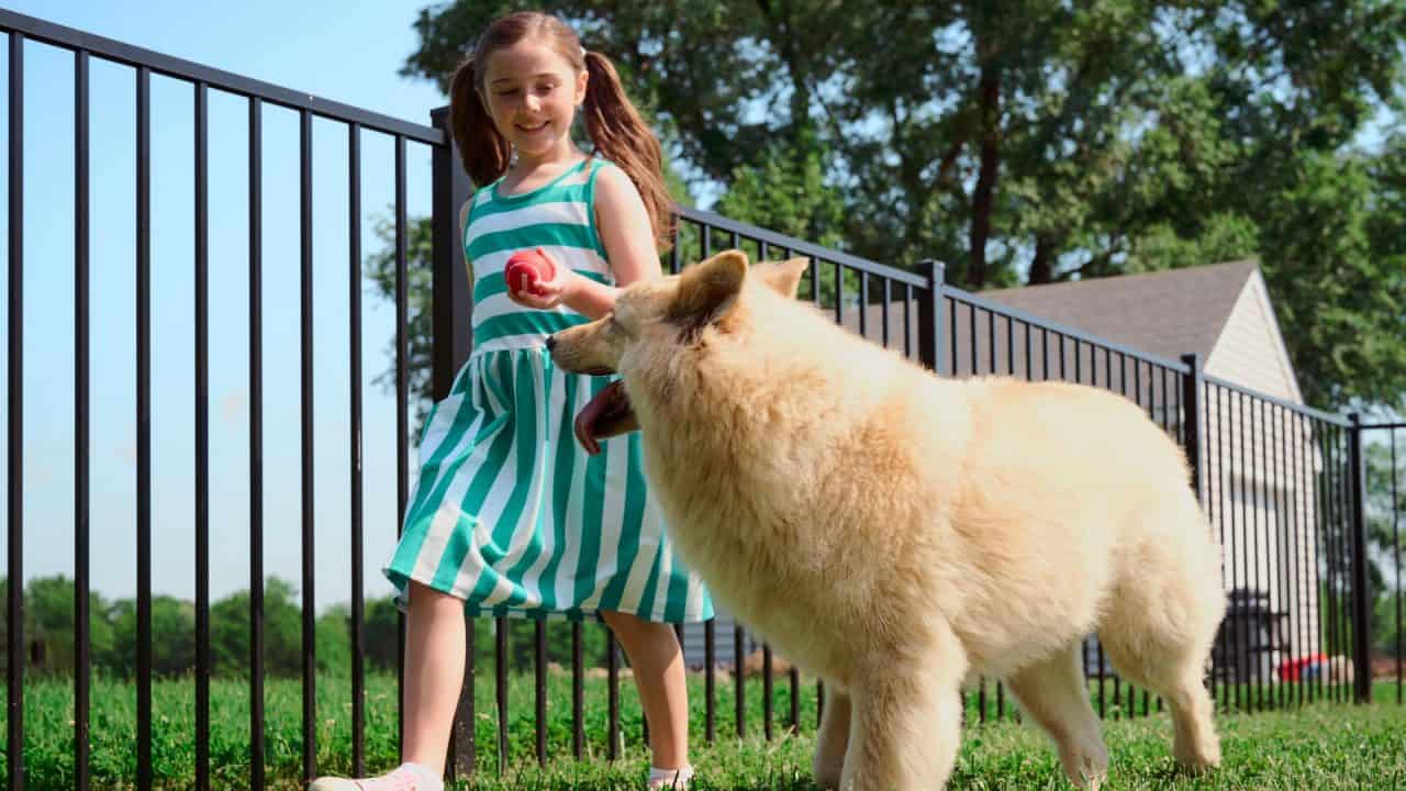 Fenced In Yard For Dogs
