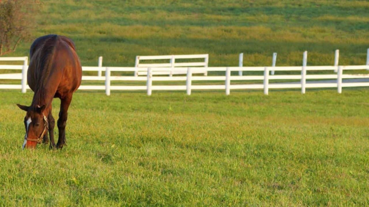 horse fence options