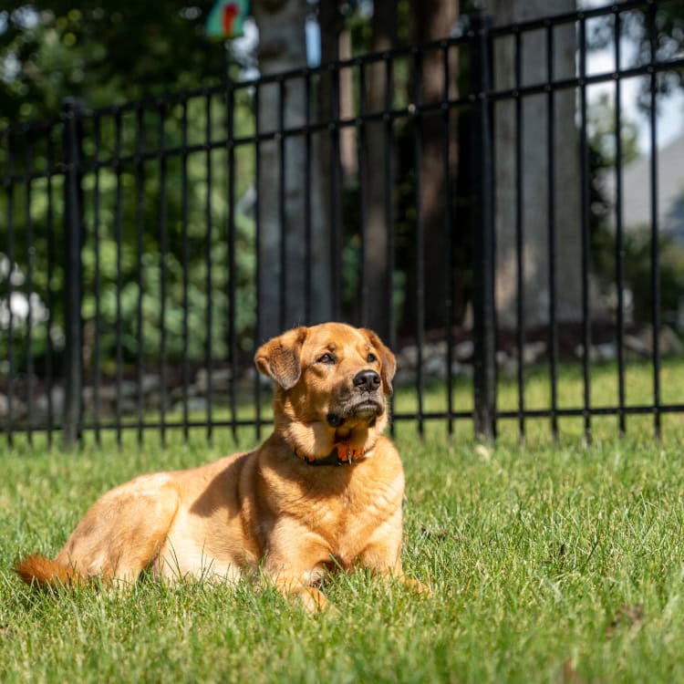best fence for dogs