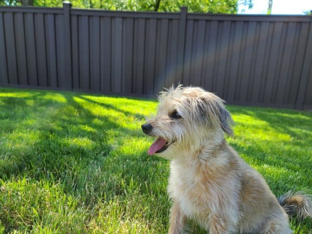 Why You Should Work With The Best Spring Lake Fence Builder For Your Dog Fence Project