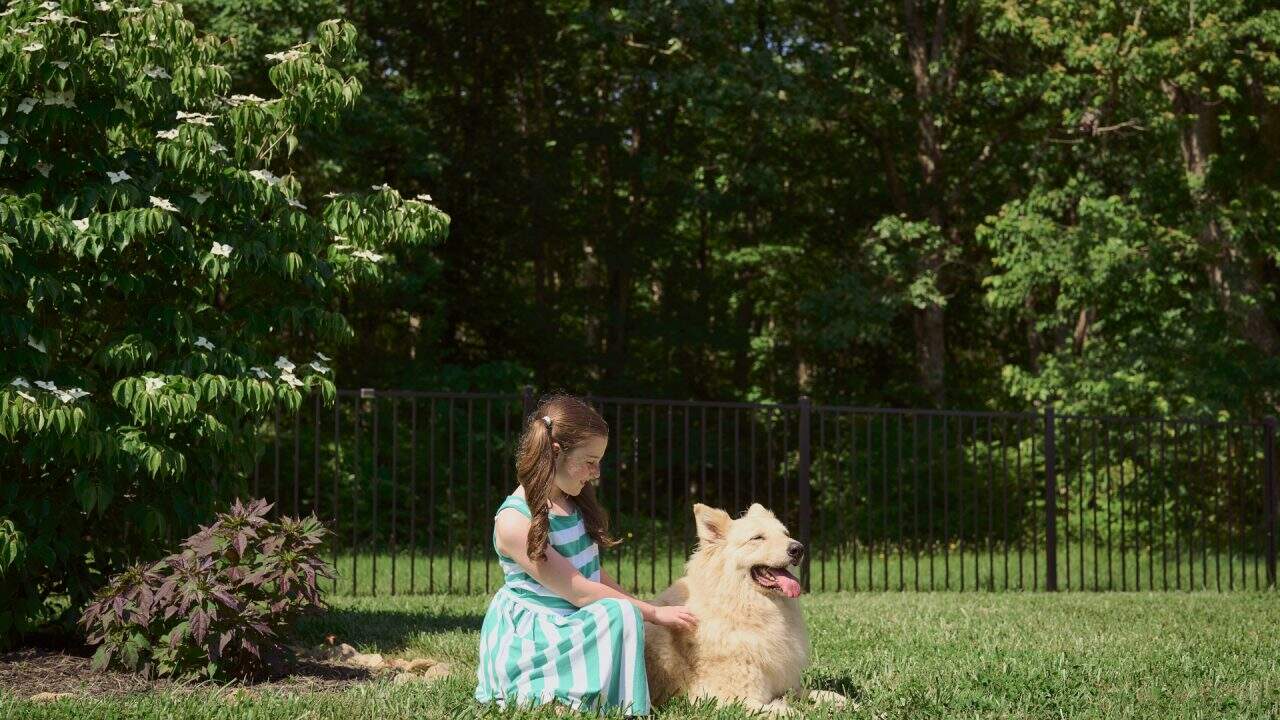 best fence for dogs