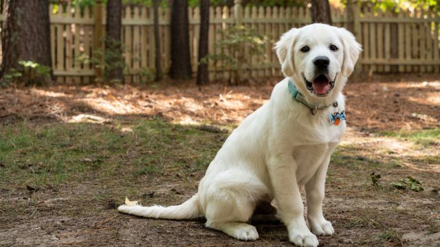 dog fences you can afford