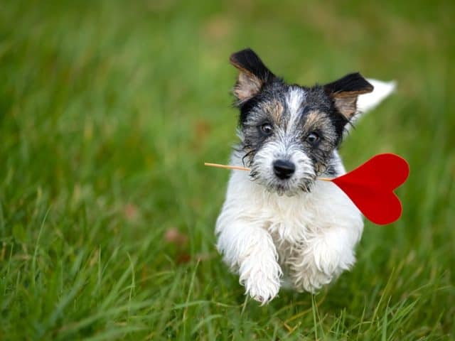 Pet Paradise: Dog Fence Ideas & More