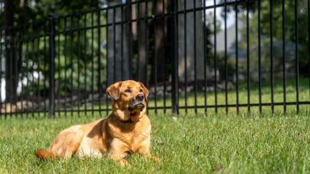 Puppy Picket fence