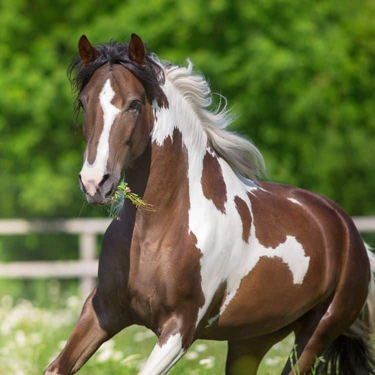 Horse fence pro Ocala