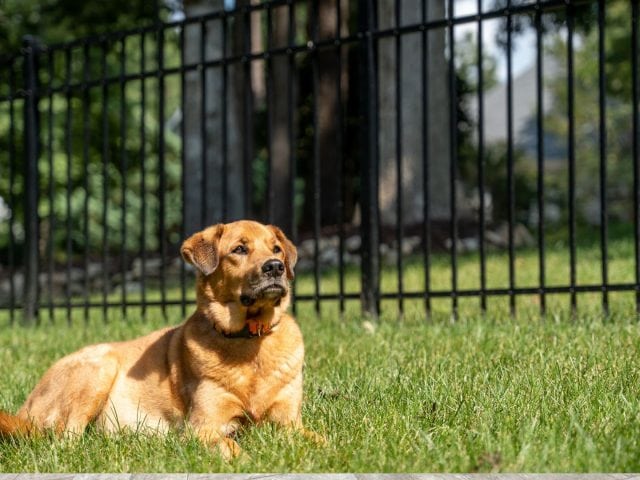 Designing The Perfect Dog Run With A Jacksonville Fence Builder