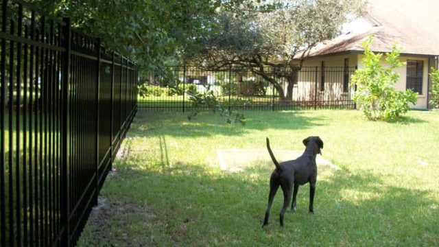 Invisible Fence St Louis MO Alternatives
