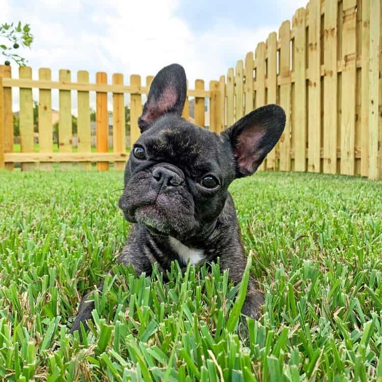 Dog Fence Ideas