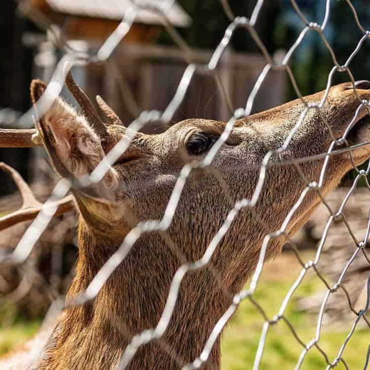 Deer Fence Installation Company
