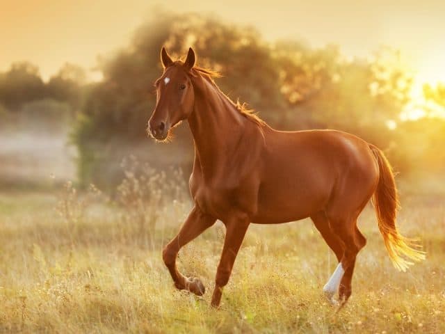 When Proactive Lake County Horse Owners Search For Equine Fencing Near Me, Superior Fence & Rail Should Be The Final Stop