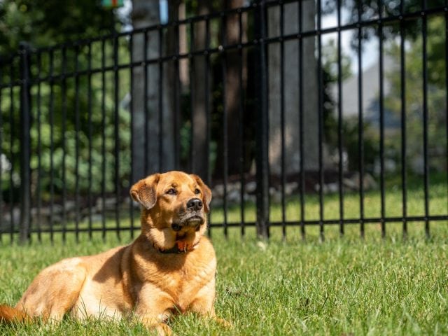 Three Tips To Keep Dogs From Digging Under Fence